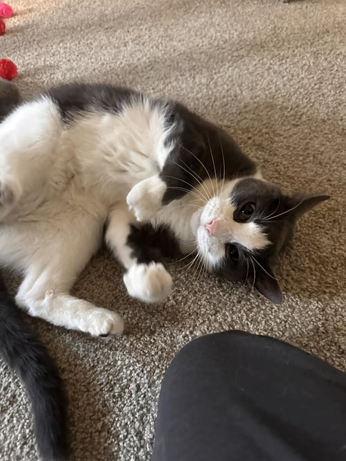 AIDEN - Domestic Short Hair available for adoption