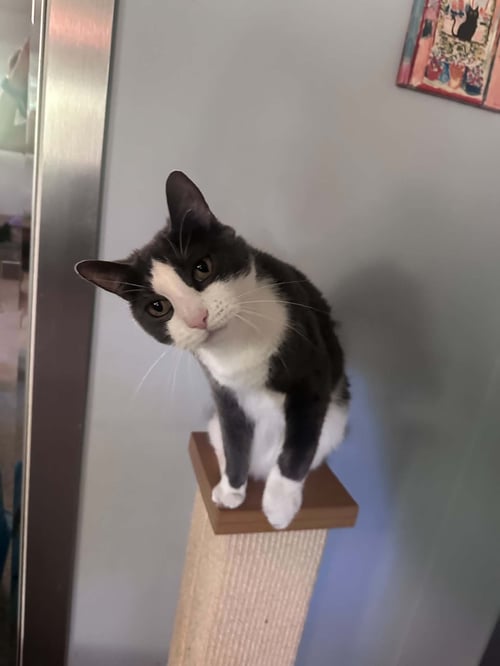 AIDEN - Domestic Short Hair available for adoption