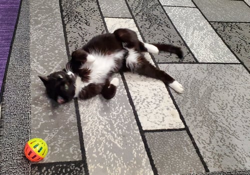 VIENNA - Tuxedo / Domestic Short Hair available for adoption