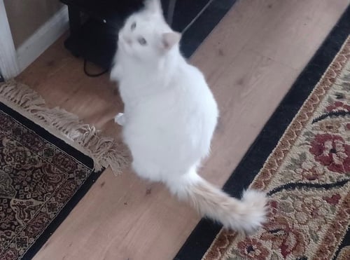 ZZ "CASPER" COURTESY LISTING - Domestic Long Hair available for adoption