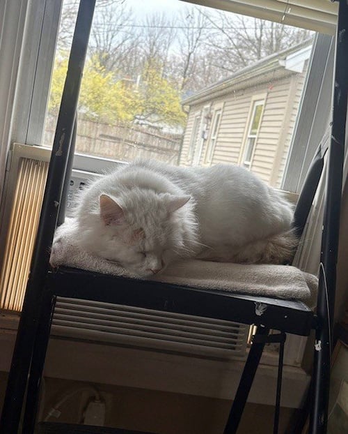 ZZ "CASPER" COURTESY LISTING - Domestic Long Hair available for adoption