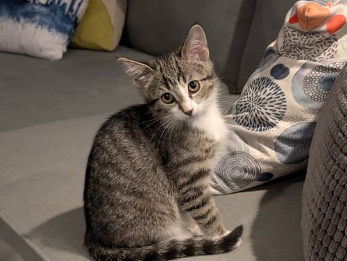 MOCHI