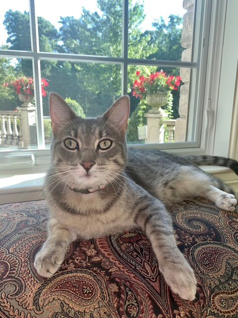ZZ "TIGER AND PHYLLIS" COURTESY LISTING - Tabby available for adoption
