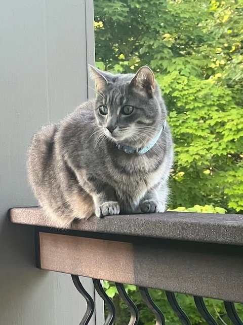 ZZ "TIGER AND PHYLLIS" COURTESY LISTING - Tabby available for adoption