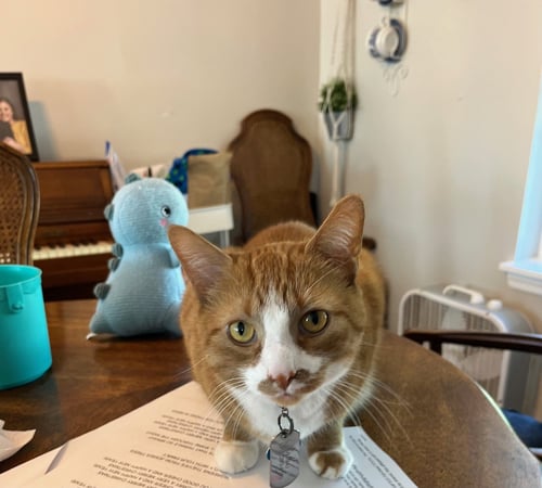 ZZ "MUSHU" COURTESY LISTING - Tabby available for adoption