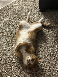 zz "Mushu" courtesy listing - Photo 4
