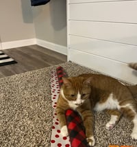 zz "Mushu" courtesy listing - Photo 2