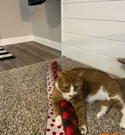 ZZ "MUSHU" COURTESY LISTING - Tabby available for adoption
