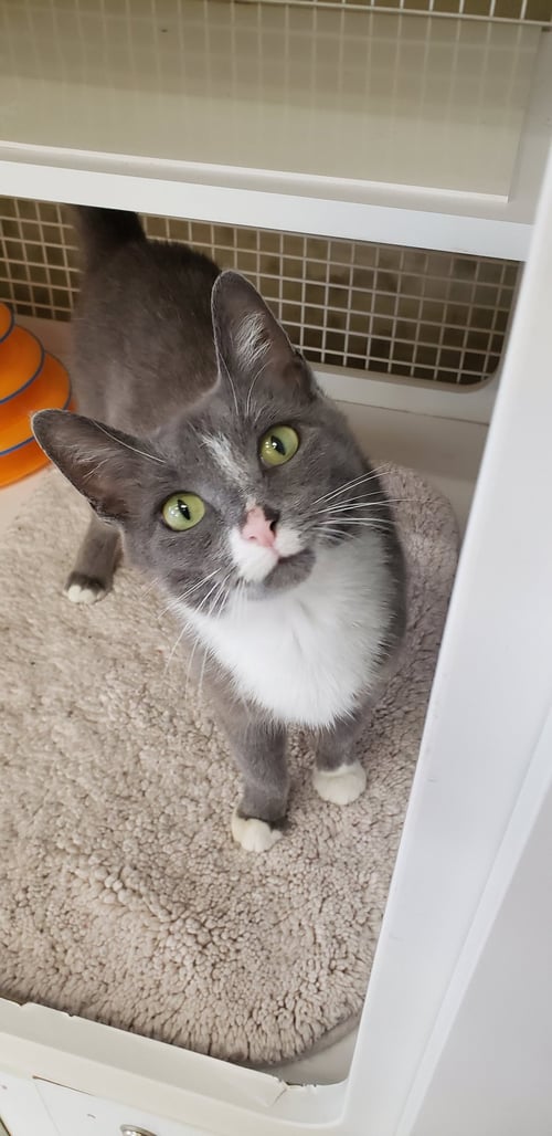 GRACIE MAE - Domestic Short Hair available for adoption