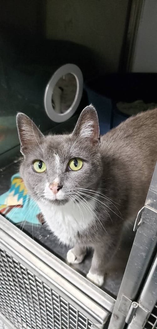 GRACIE MAE - Domestic Short Hair available for adoption