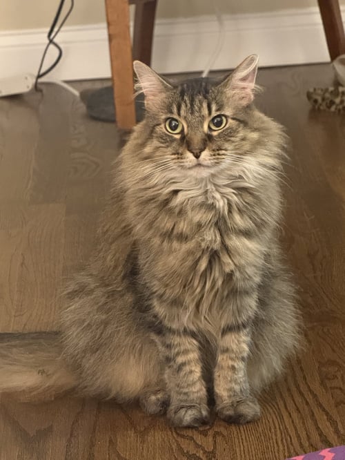 ZZ "NALA" COURTESY LISTING - Domestic Short Hair available for adoption