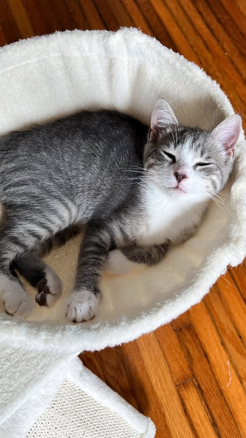 TOULOUSE - Tabby / Domestic Short Hair available for adoption