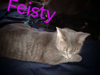 zz "Feisty" courtesy post - Photo 2