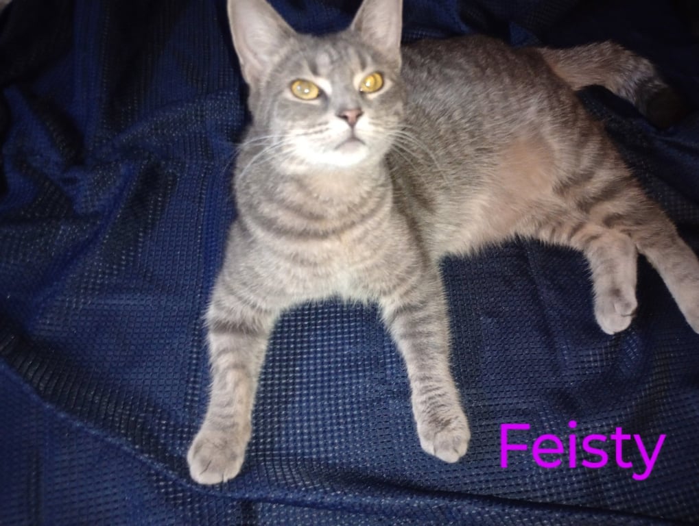 zz "Feisty" courtesy post Image