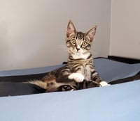 Bongo - Photo 4