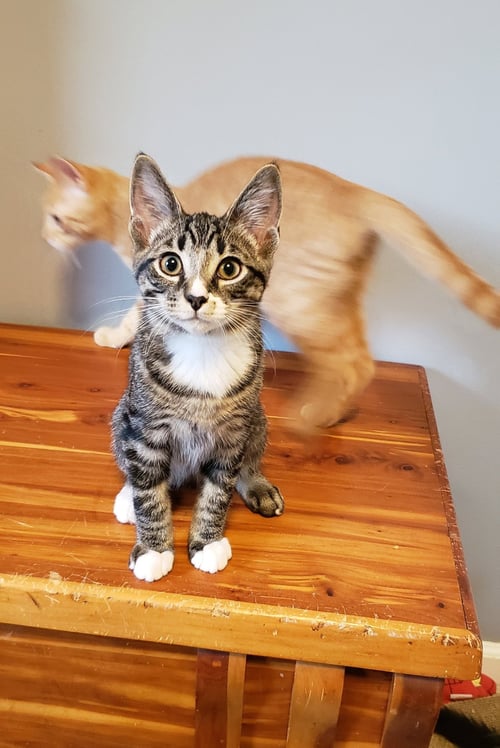 BONGO - Domestic Short Hair available for adoption