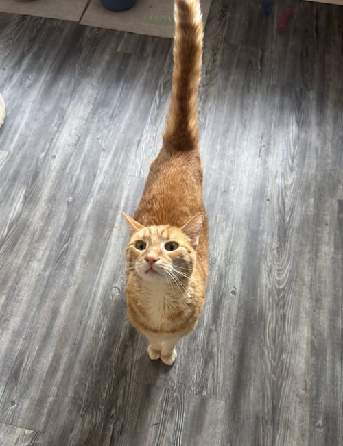 ZZ "LITTLE GUY" COURTESY LISTING - Tabby available for adoption