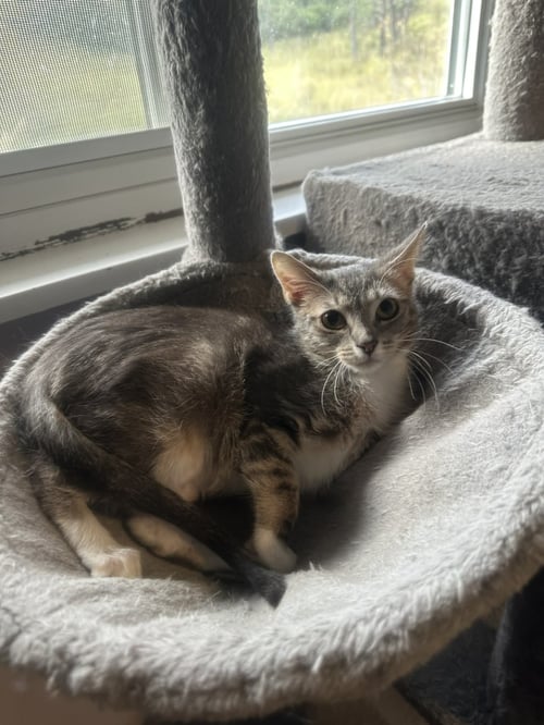 CRICKET - Tabby / Tuxedo available for adoption