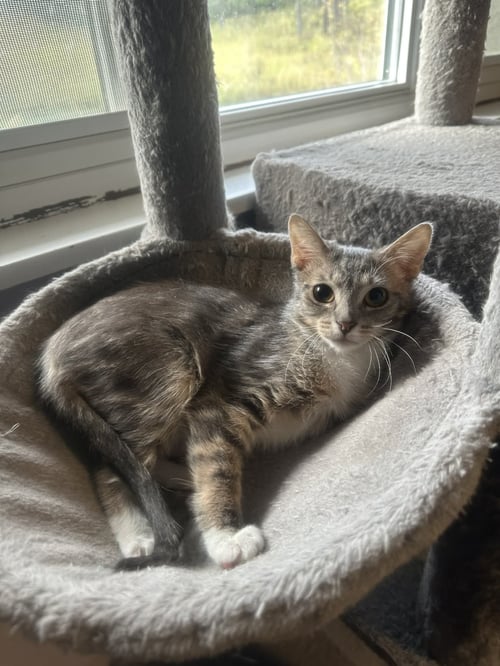CRICKET - Tabby / Tuxedo available for adoption