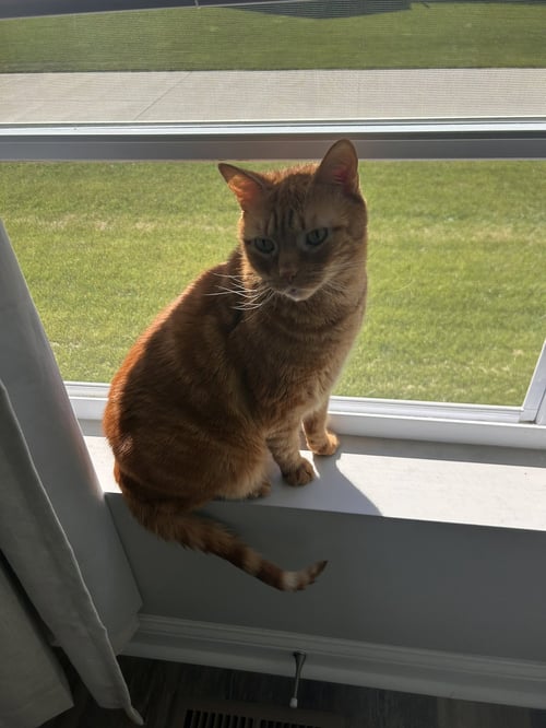 ZZ "JACK" COURTESY LISTING - Tabby available for adoption