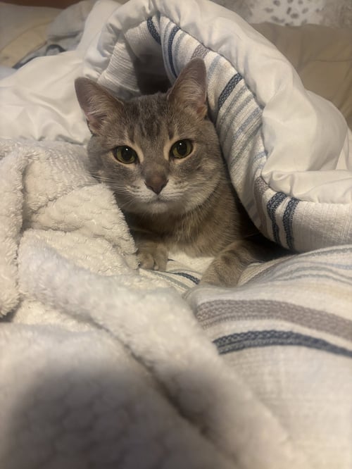 ZZ "LILY" COURTESY LISTING - Domestic Short Hair available for adoption