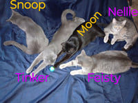 zz "Nellie" courtesy post - Photo 3