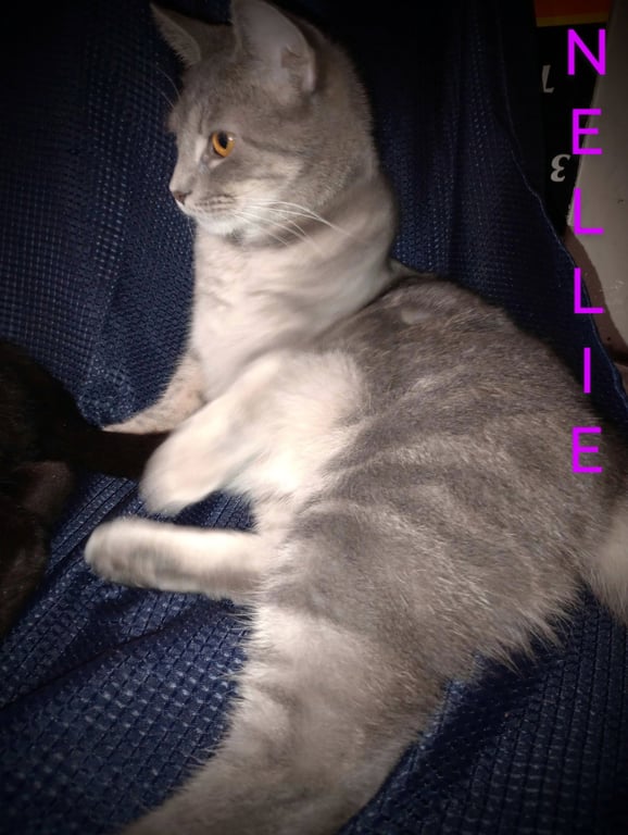 zz "Nellie" courtesy post Image
