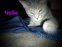 zz "Nellie" courtesy post - Photo 2