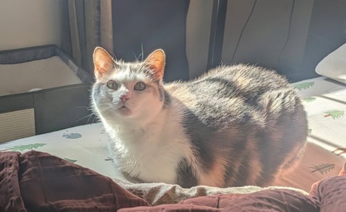 ZZ "BUNNY" COURTESY LISTING - Calico available for adoption