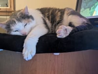 zz "Bunny" courtesy listing - Photo 3