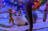 zz "Bunny" courtesy listing - Photo 4