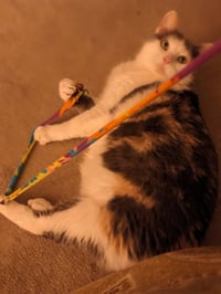 zz "Bunny" courtesy listing - Photo 5