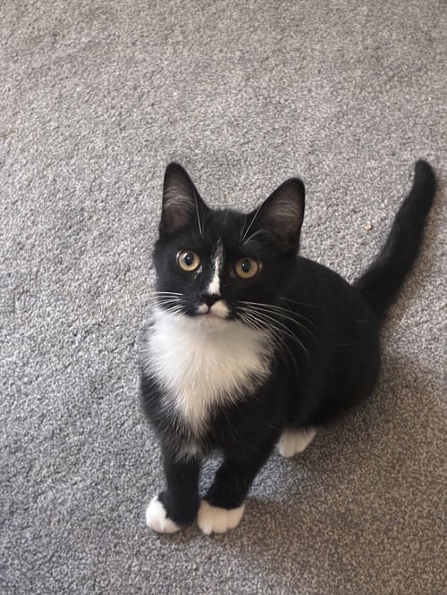 MBAPPE - Domestic Short Hair available for adoption