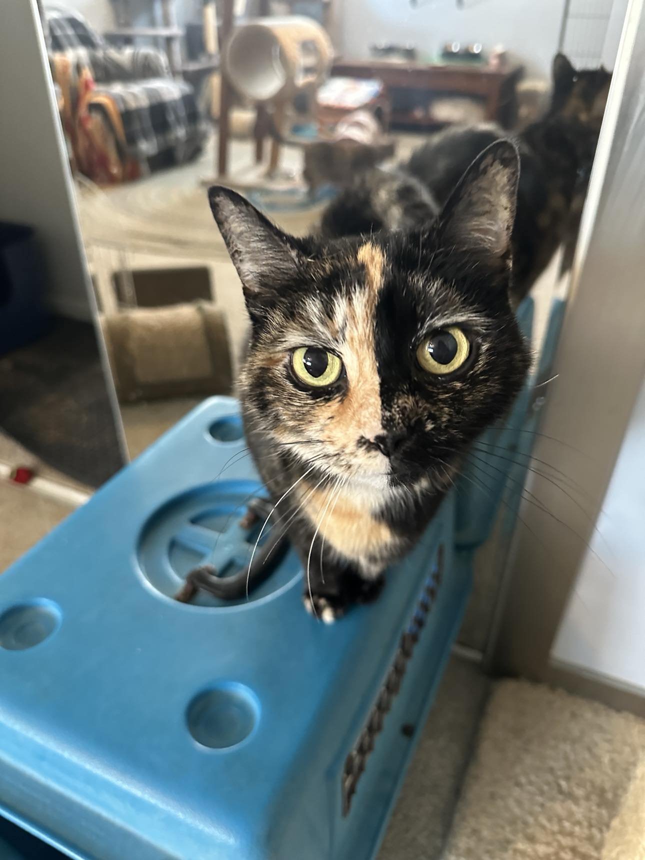 SPARKLY GIRL - Tortoiseshell / Domestic Short Hair available for adoption