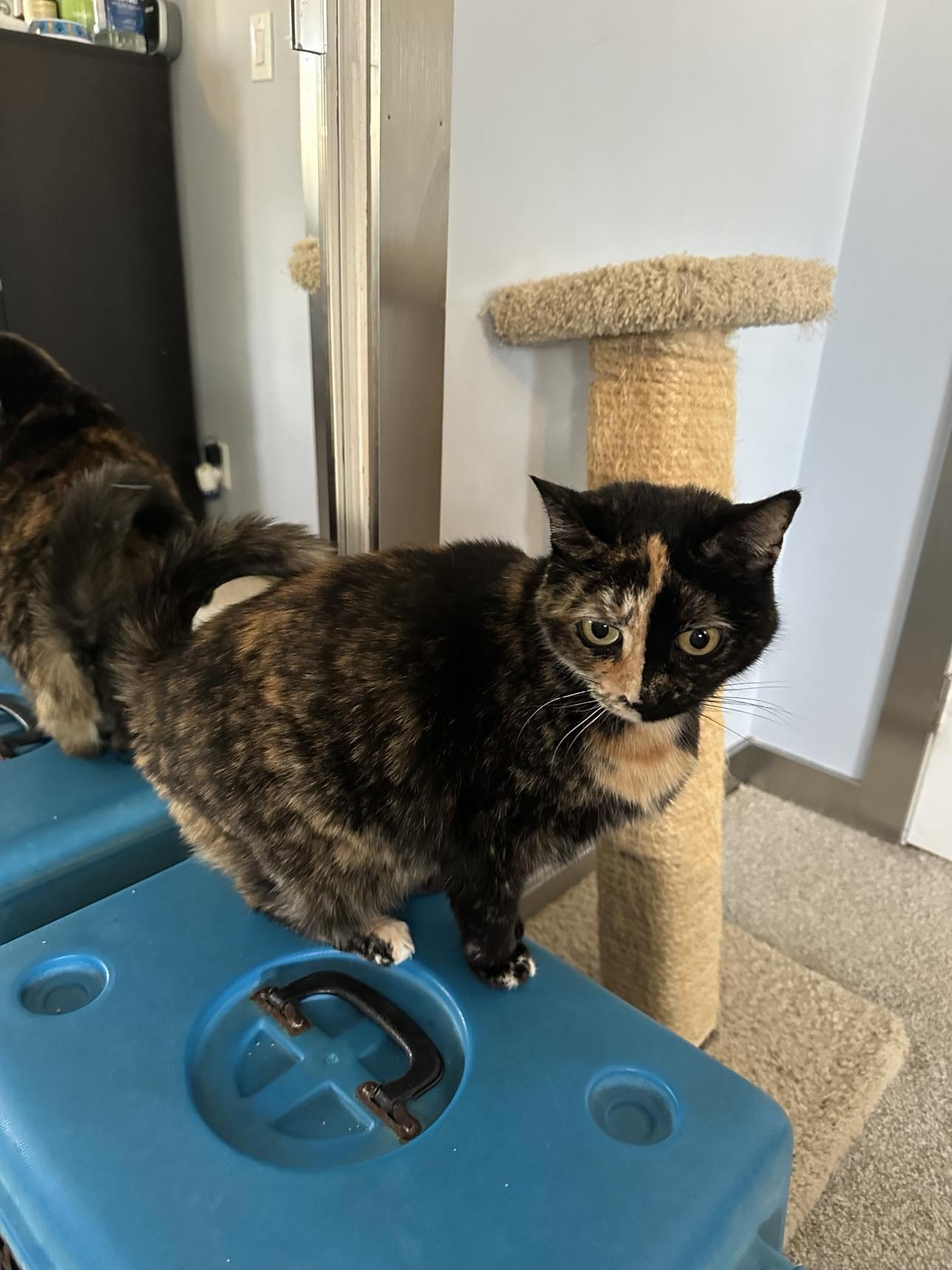 Sparkly Girl - Photo 3