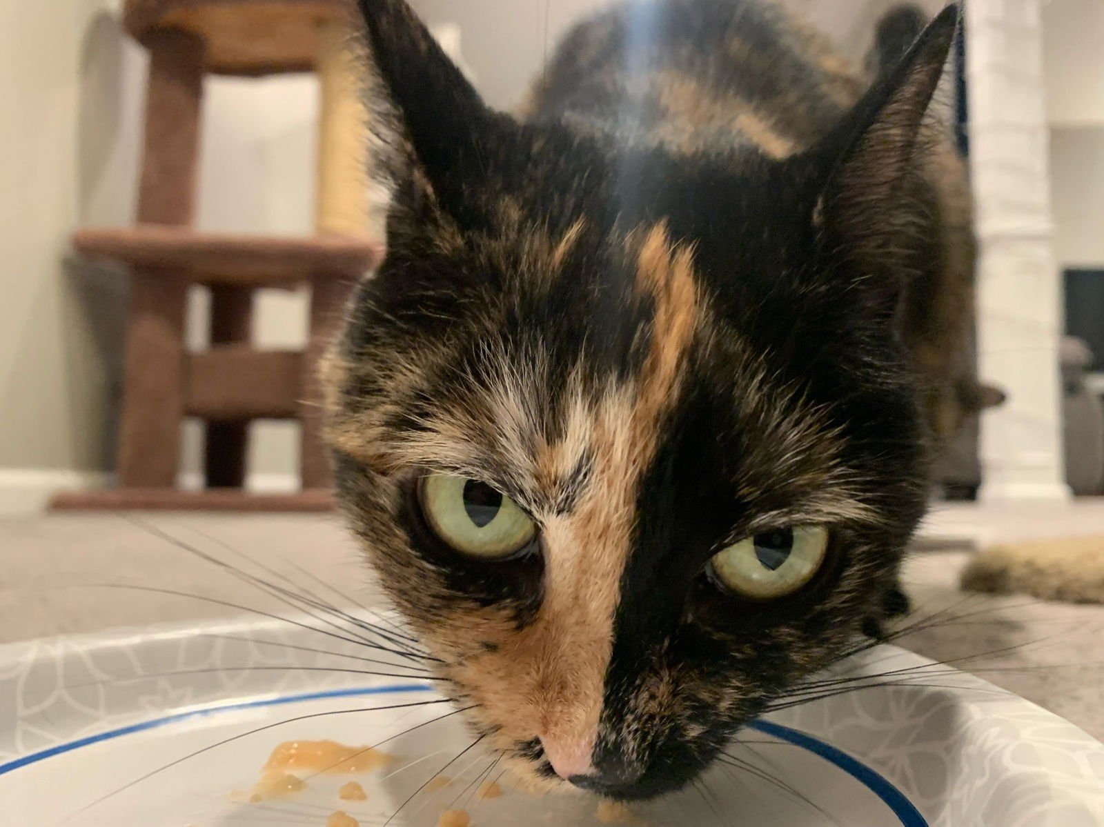 Sparkly Girl - Photo 5