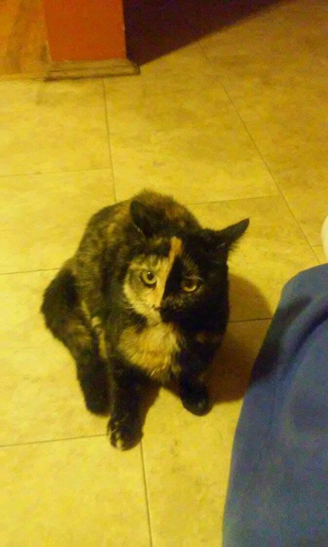 Sparkly Girl - Photo 6