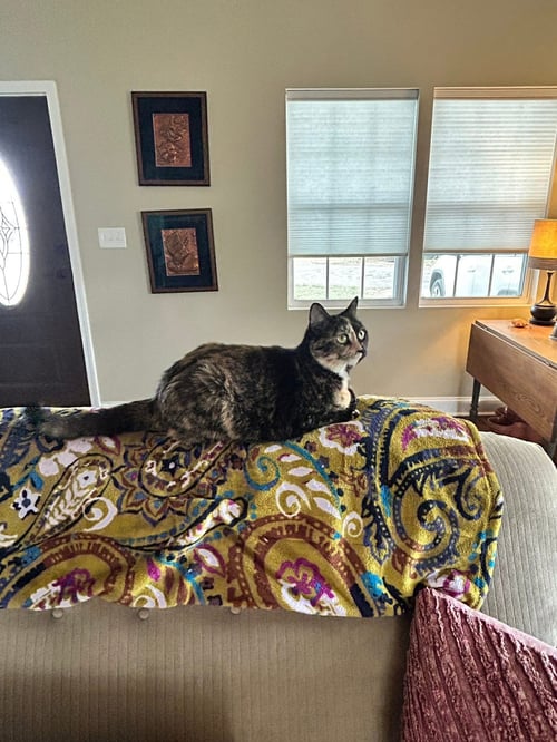 SPARKLY GIRL - Tortoiseshell / Domestic Short Hair available for adoption