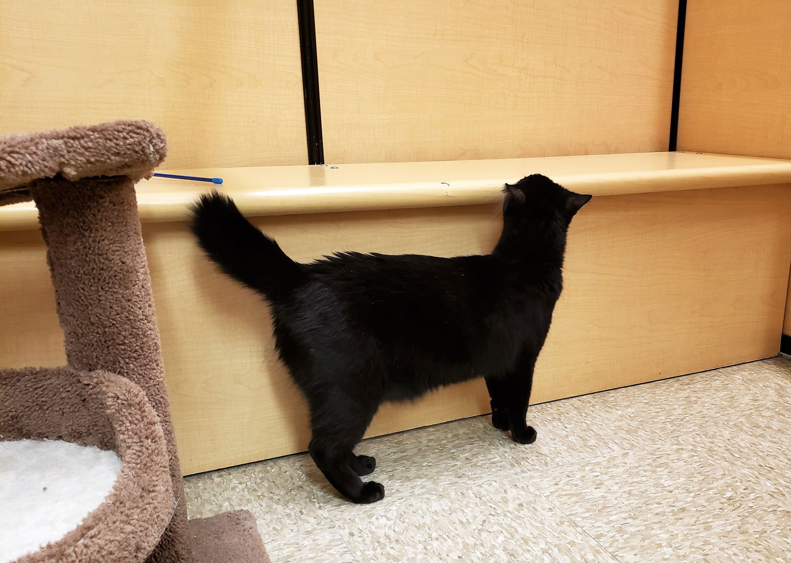 OBI-WAN CATNOBI - Domestic Short Hair / Bobtail for adoption in Covington