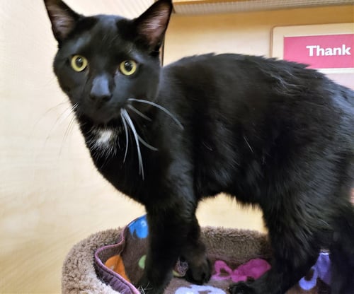 OBI-WAN CATNOBI - Domestic Short Hair / Bobtail available for adoption