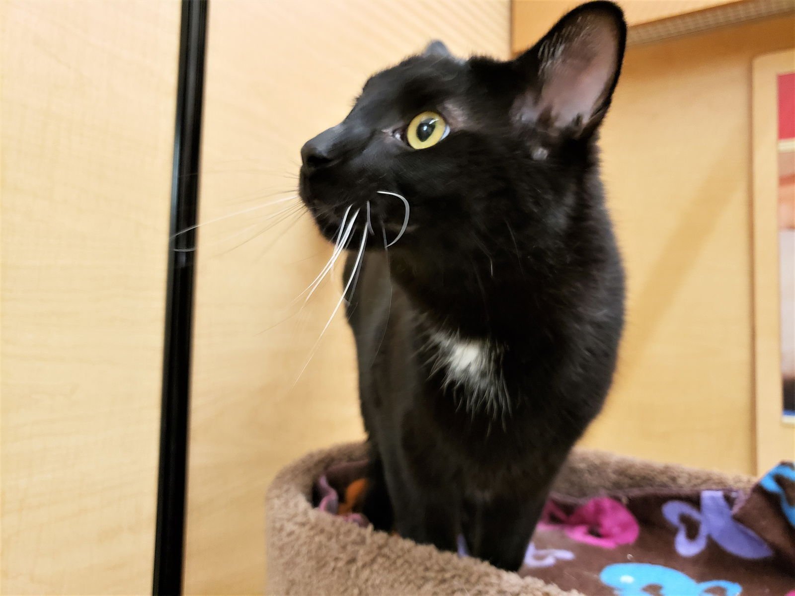 Obi-Wan Catnobi - Photo 3