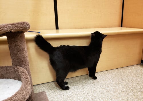 OBI-WAN CATNOBI - Domestic Short Hair / Bobtail available for adoption