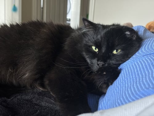 ZZ "WILLY" COURTESY LISTING - Domestic Medium Hair available for adoption