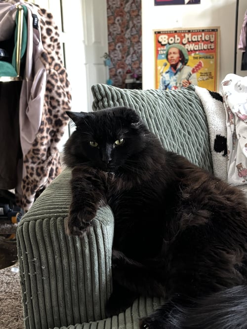 ZZ "WILLY" COURTESY LISTING - Domestic Medium Hair available for adoption