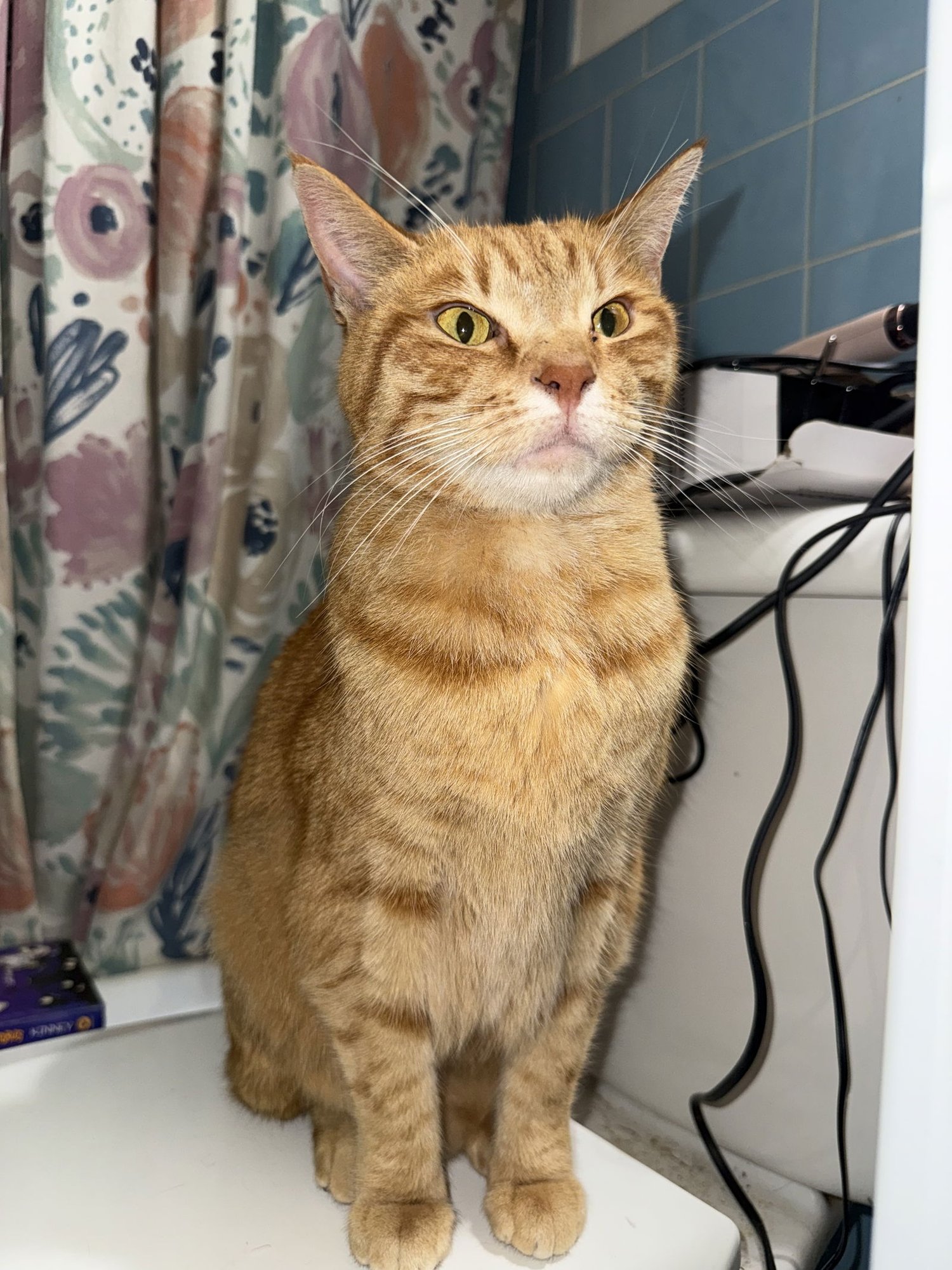 ZZ "BISQUETTA" COURTESY LISTING - Tabby available for adoption