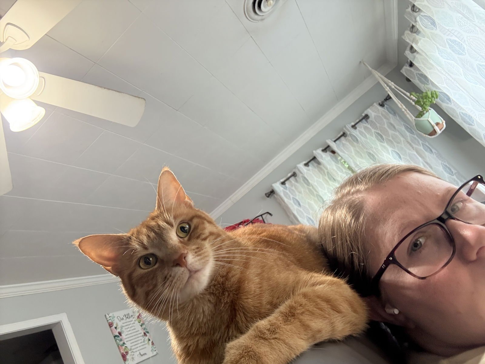 ZZ "BISQUETTA" COURTESY LISTING - Tabby available for adoption