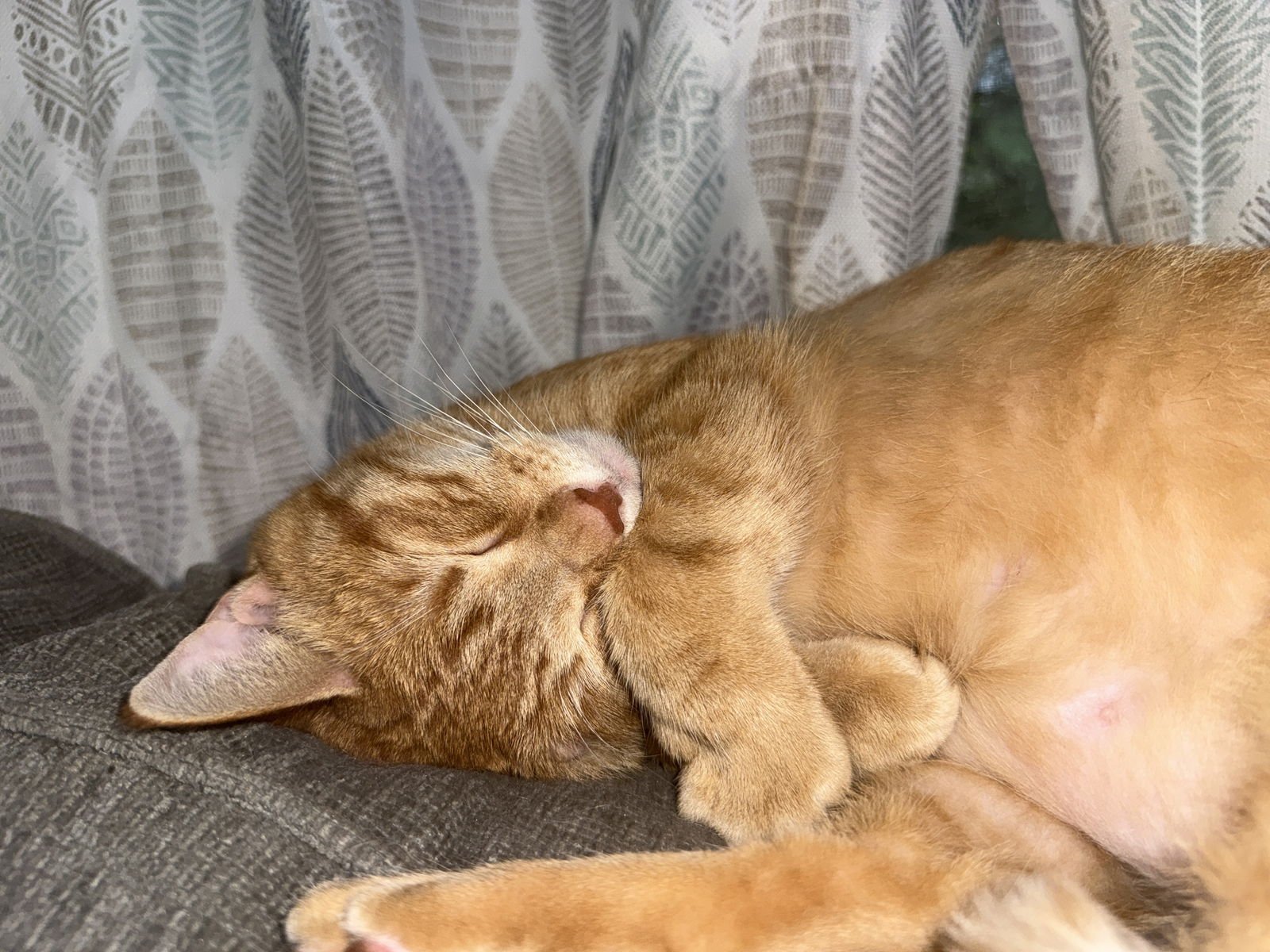 zz "Bisquetta" courtesy listing - Photo 4