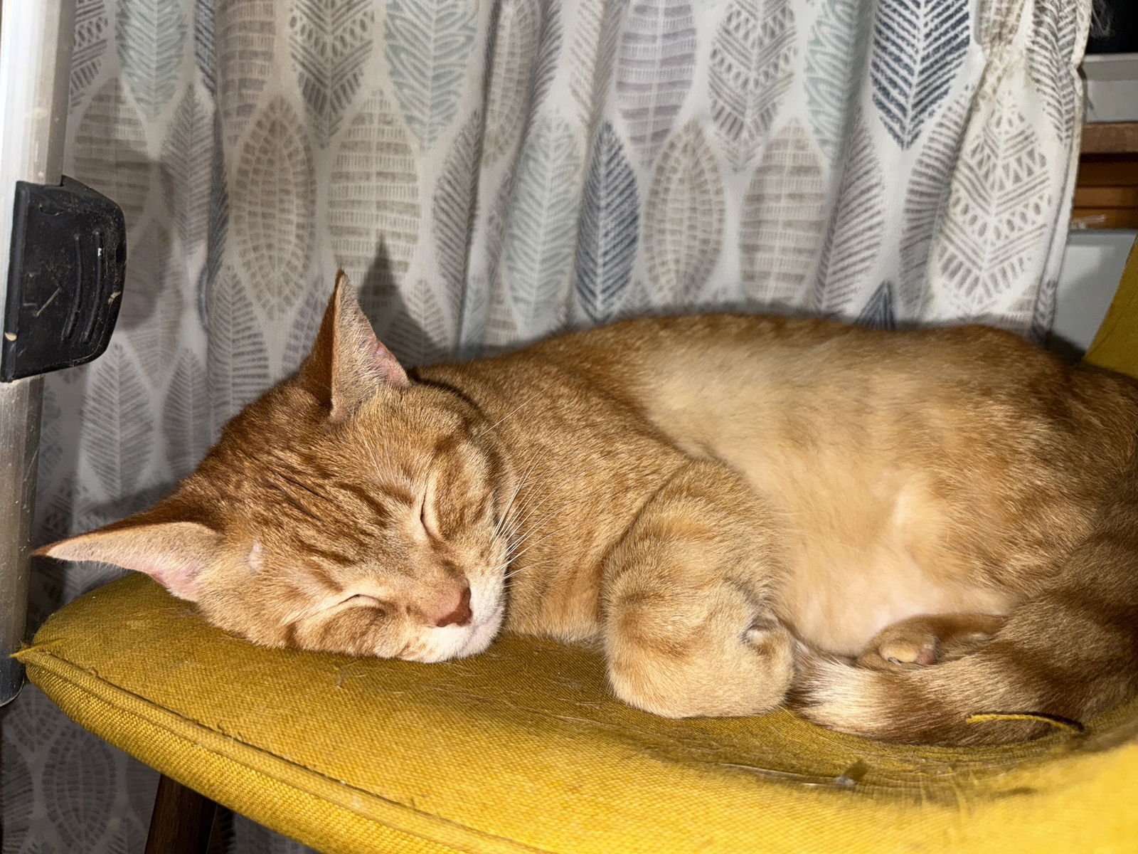 zz "Bisquetta" courtesy listing - Photo 6