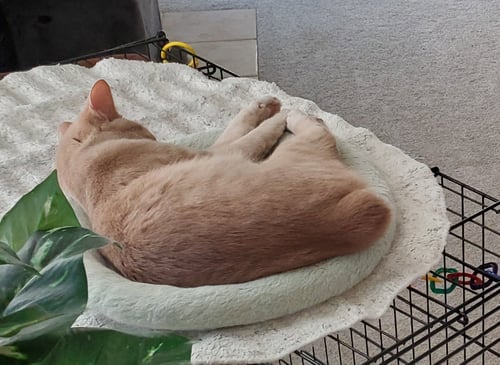 MAGNIFICENT (MAGNUM) - Bobtail / Domestic Short Hair available for adoption
