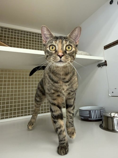 ROSIE QUARTZ - Torbie available for adoption